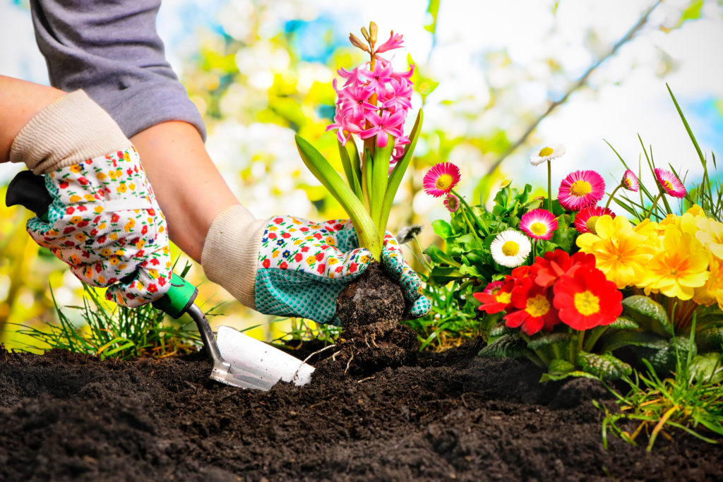 Gartenarbeit Blumenpflanzen