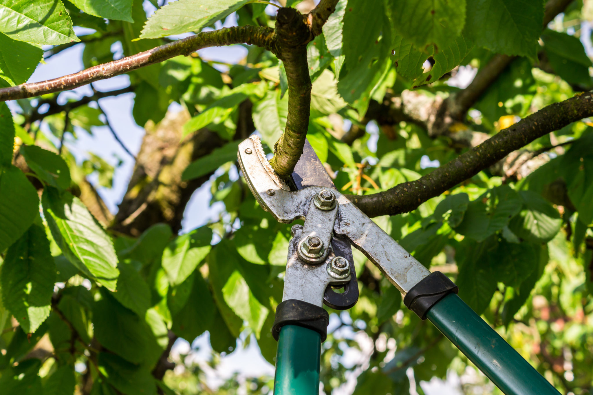 obstbaumschnitt-wann-sie-ihren-apfelbaum-schneiden-sollten