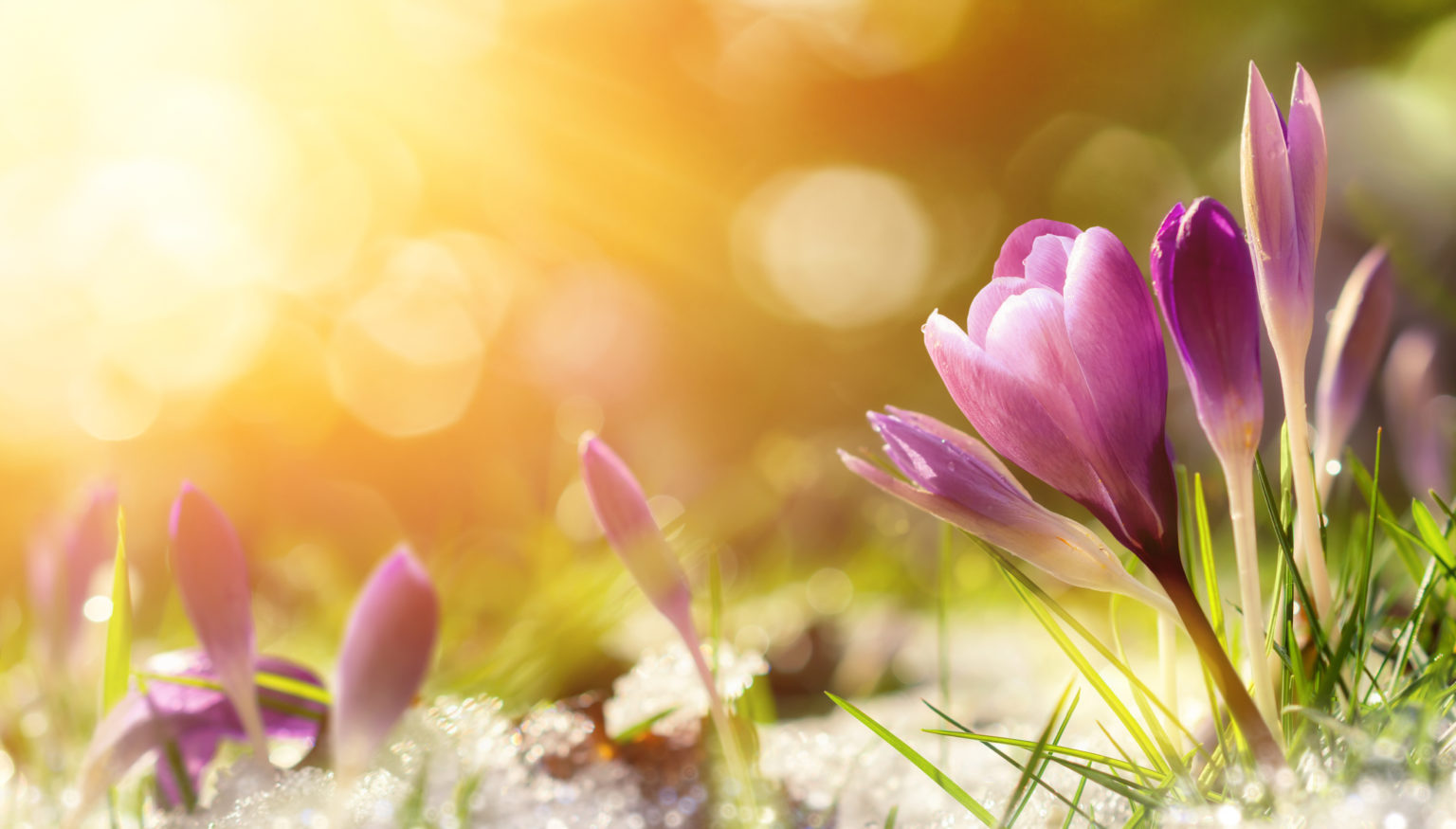 Frühblüher im Garten Ihr Gartenprofi