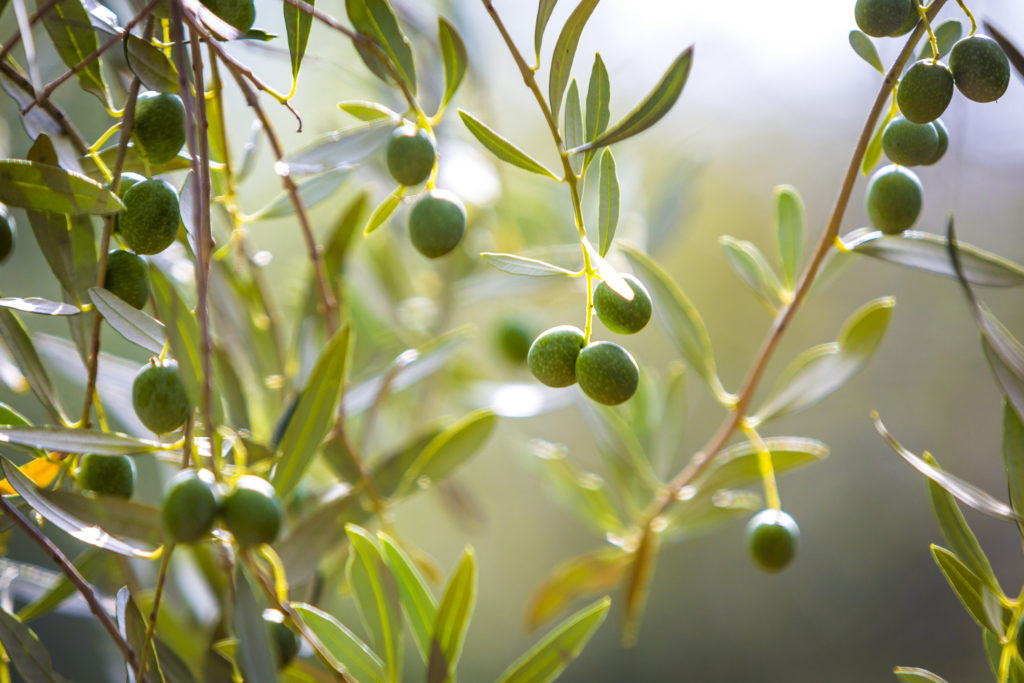 Olivenbaum Pflege