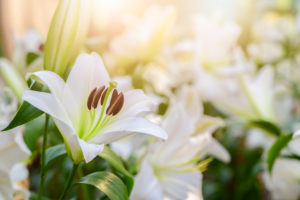 Lilien im Garten