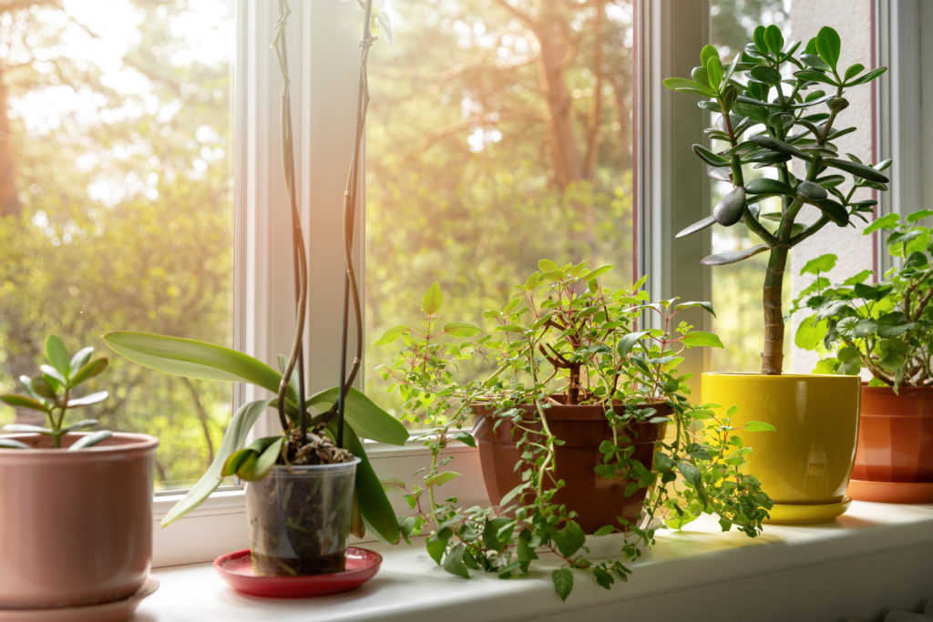 Pflanzen drinnen am Fenster