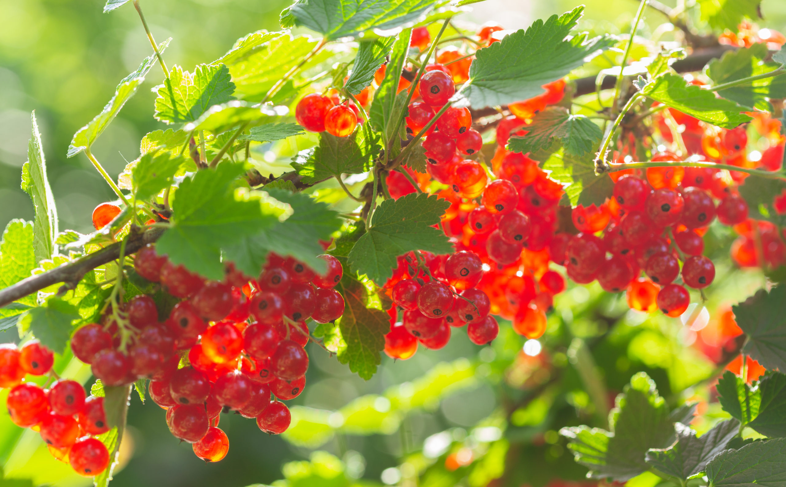 Johannisbeere pflanzen, pflegen, zuschneiden Gartenbau Wuppertal