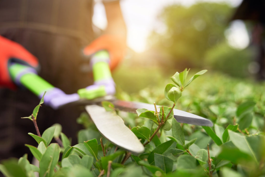 Hecken schneiden mit großer Gartenschere