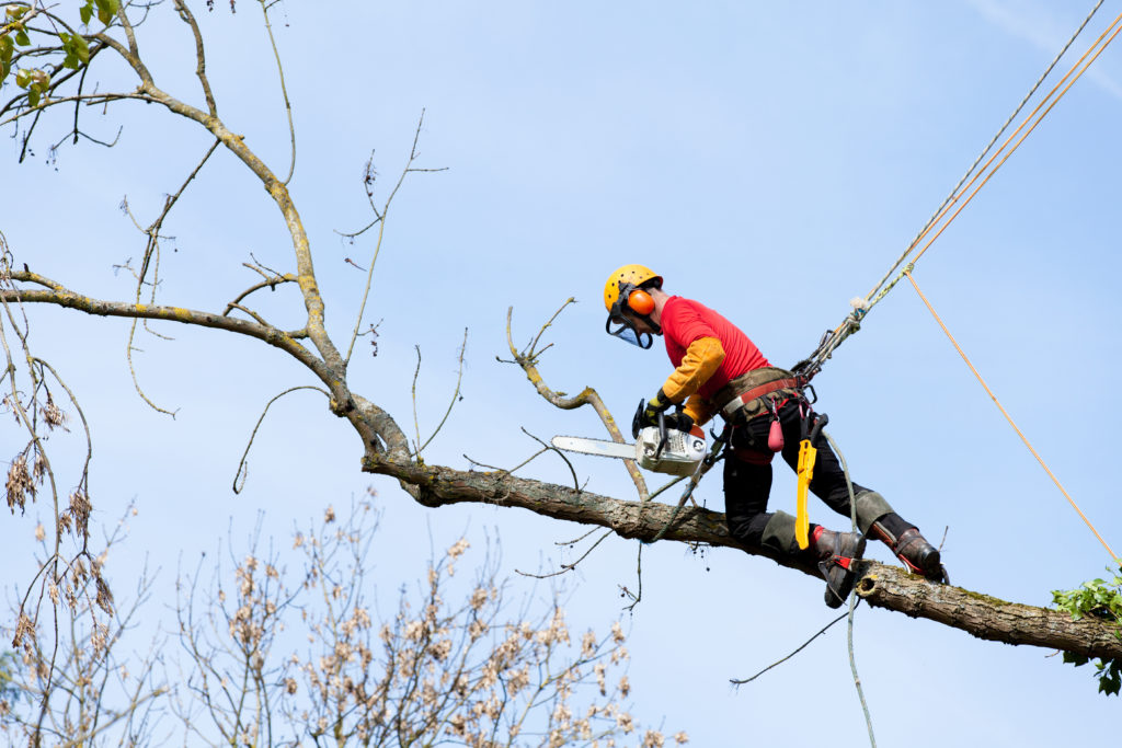 Arbeiter im Baum schneidet Äste