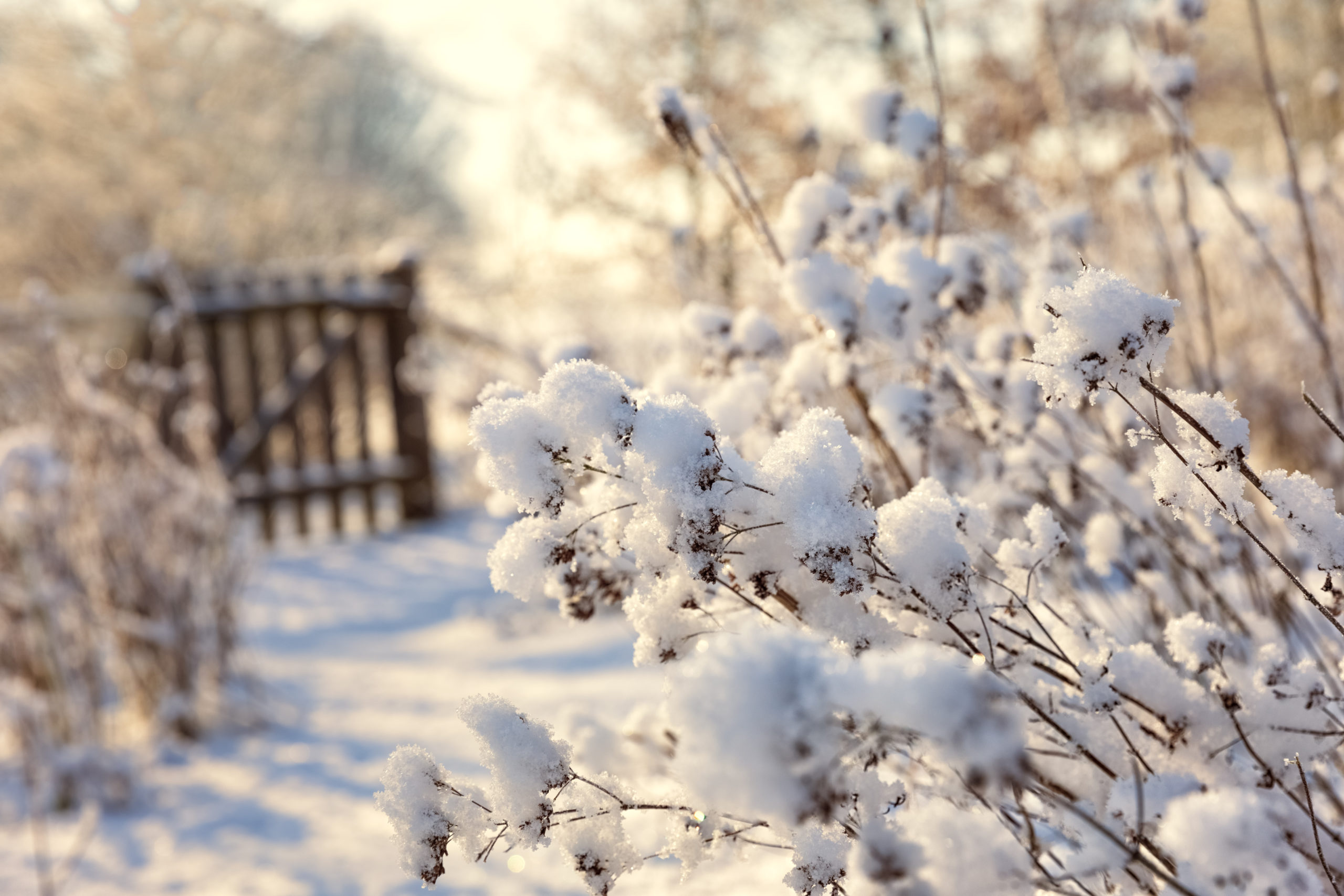 Winter in the Wildlife Garden, Seedheads with Snowcaps