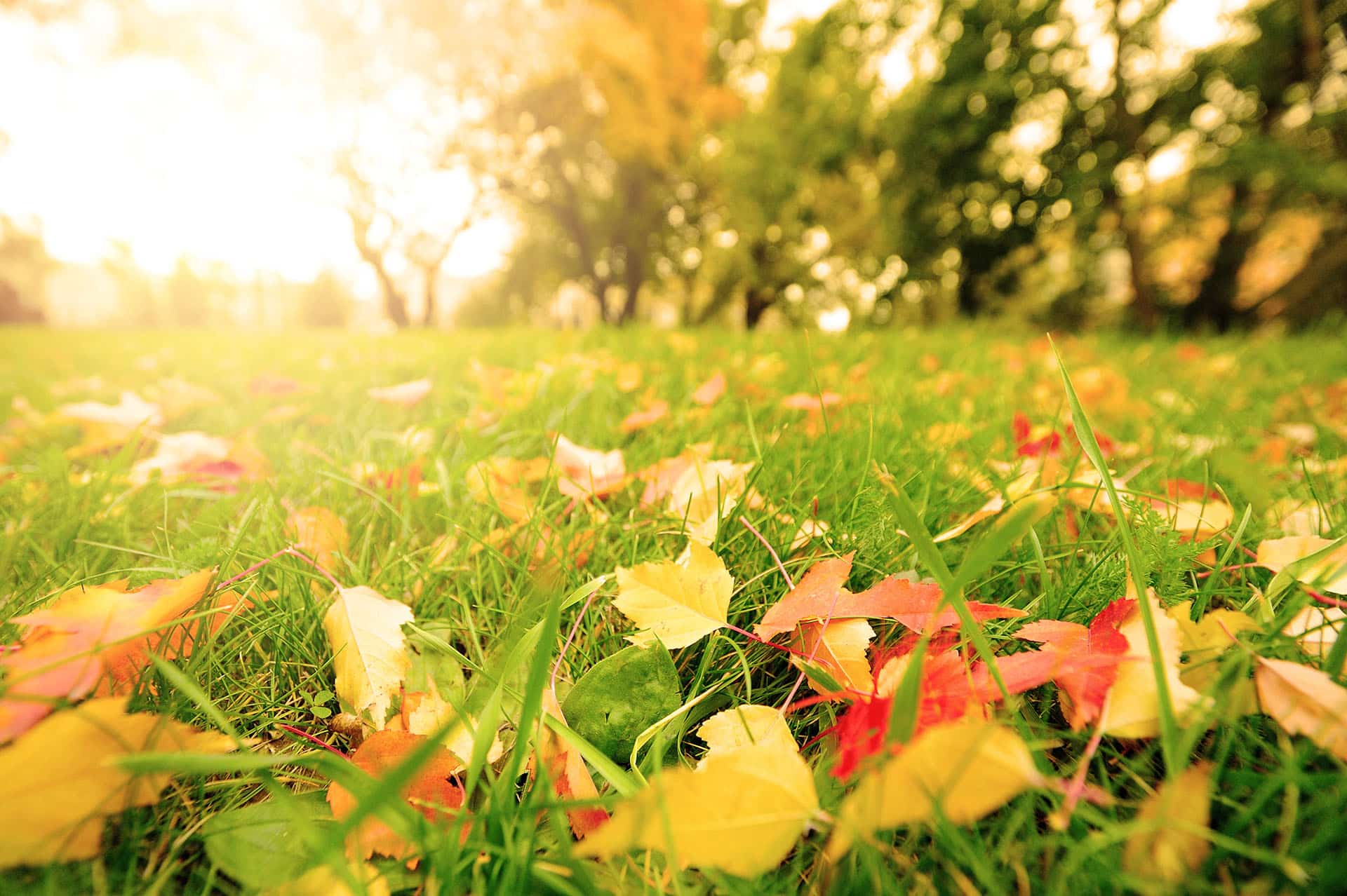 Rasenpflege im Herbst Rasen lüften, vertikutieren & kalken