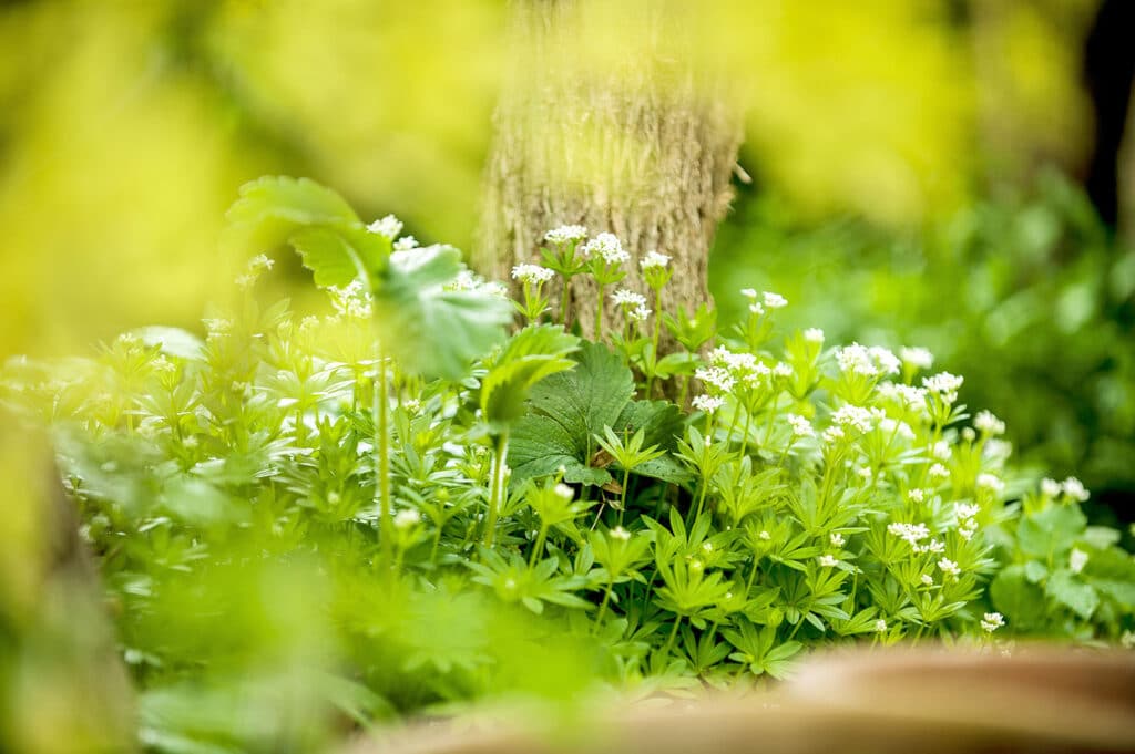 Schattenpflanzen im Garten Umfassender Leitfaden gartentyp