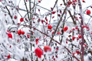 Sträucher mit Beeren im Winter mit Schnee bedeckt